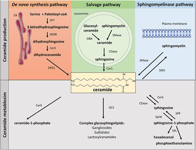 Sphingolipid Metabolism and Signaling in Skeletal Muscle: From Physiology to Physiopathology